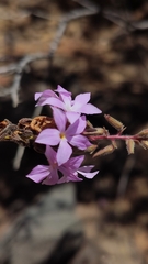 Campylanthus salsoloides