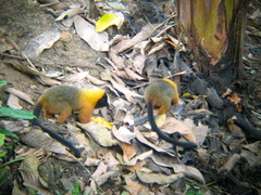 Saguinus tripartitus