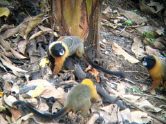 Saguinus tripartitus