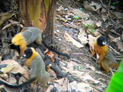 Saguinus tripartitus