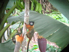 Saguinus tripartitus
