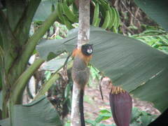 Saguinus tripartitus