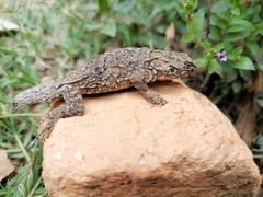 Urosaurus bicarinatus