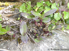 Polystachya pubescens