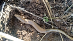 Chalcides ocellatus