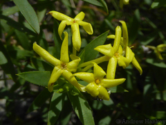 Lasiosiphon triplinervis