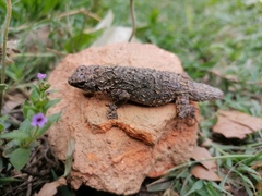 Urosaurus bicarinatus