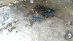 Hottentotta judaicus