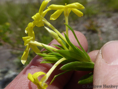 Lasiosiphon triplinervis