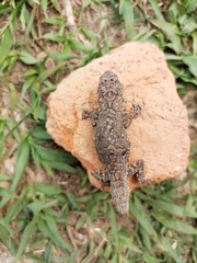 Urosaurus bicarinatus