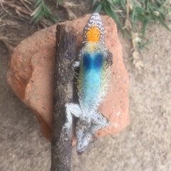 Urosaurus bicarinatus