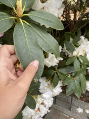 Rhododendron × hybridum