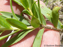 Lasiosiphon triplinervis