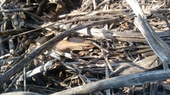 Chalcides ocellatus