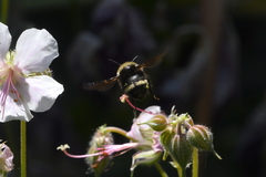 Bombus vandykei