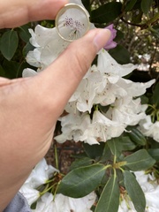 Rhododendron × hybridum