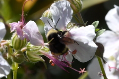 Bombus vandykei