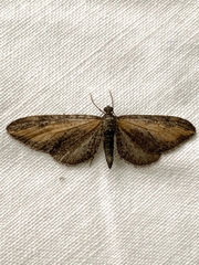 Eupithecia gilvipennata