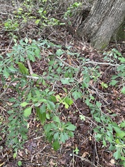 Crataegus spathulata