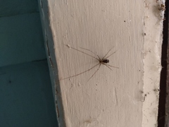 Hoplopholcus forskali