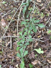 Crataegus spathulata