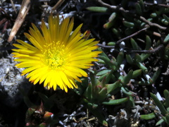 Lampranthus bicolor