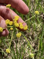 Lomatium bradshawii