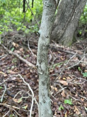 Crataegus spathulata