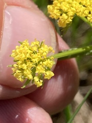 Lomatium bradshawii