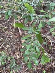 Crataegus spathulata