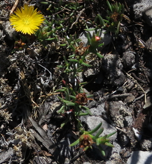 Lampranthus bicolor