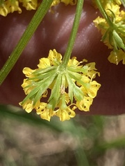 Lomatium bradshawii