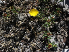 Lampranthus bicolor
