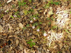 Silene hookeri