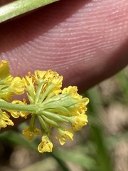 Lomatium bradshawii