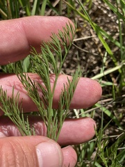 Lomatium bradshawii