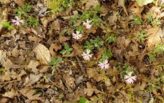 Silene hookeri