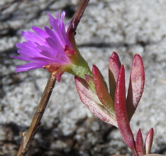 Lampranthus glomeratus