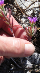 Lampranthus glomeratus