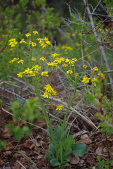 Senecio wootonii
