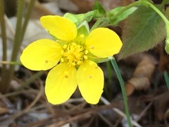 Waldsteinia