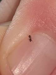 Brachymyrmex patagonicus