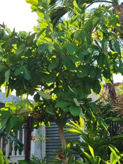 Terminalia catappa