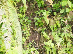 Grallaria flavotincta