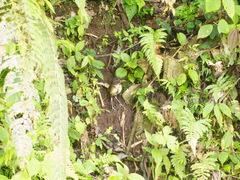 Grallaria flavotincta