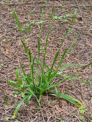 Carex hendersonii