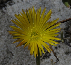 Lampranthus bicolor