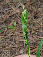 Carex hendersonii