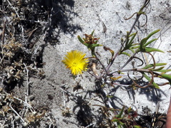Lampranthus bicolor