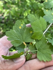 Cronartium ribicola